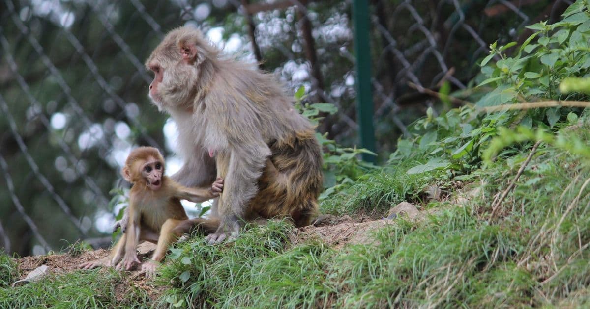 Sucesso de testes em macacos deixa cientistas otimistas sobre vacina contra o HIV