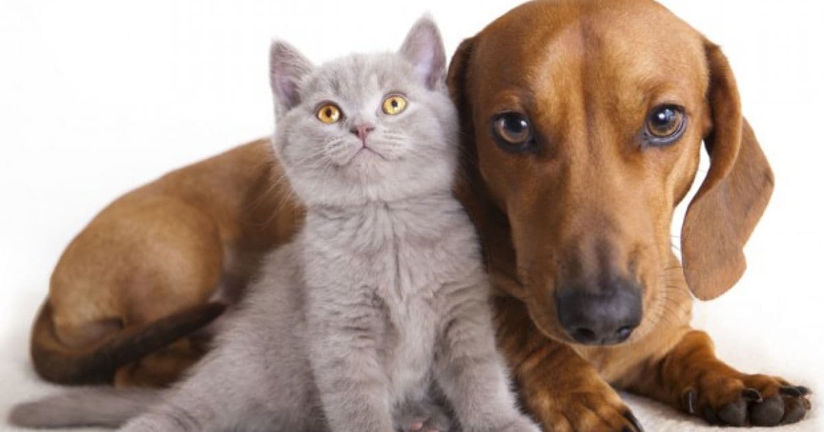 Vacinação antirrábica gratuita para cães e gatos acontece neste sábado em Salvador