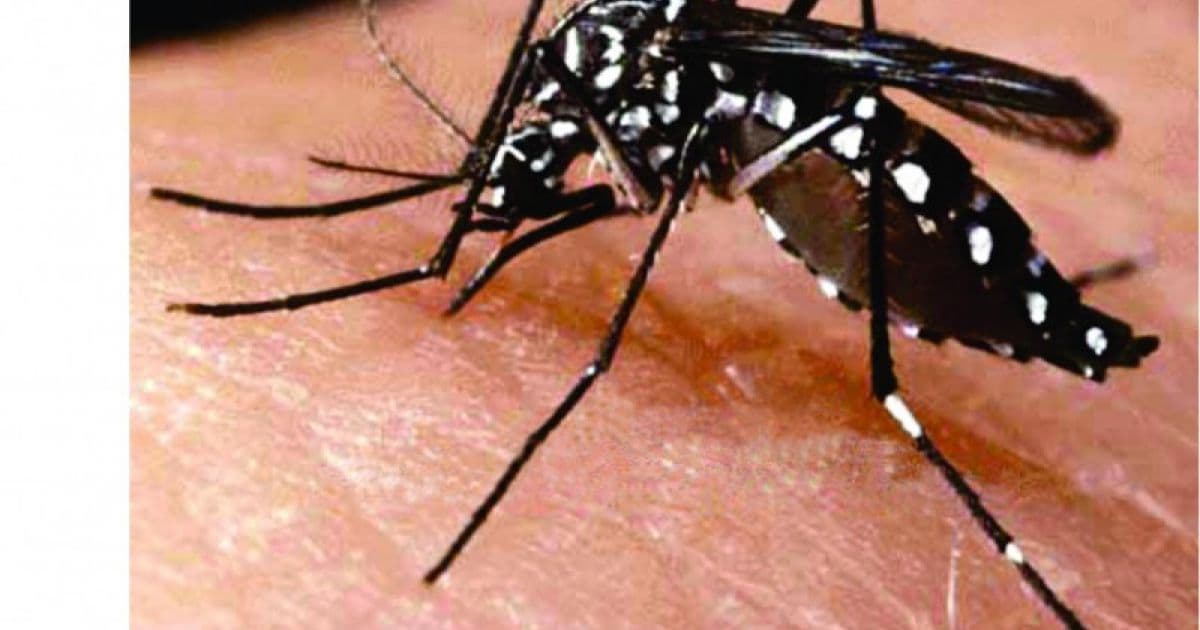 Salvador reduz número de bairros com risco de dengue, mas segue em alerta para epidemia