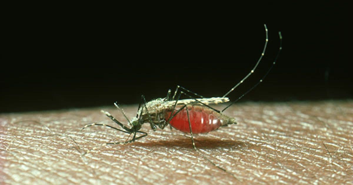 Anvisa aprova remédio que reduz tempo de tratamento da malária de 7 para um dia