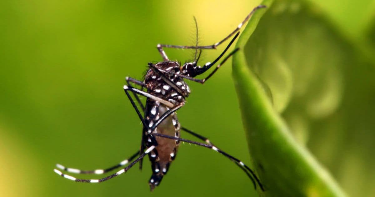 Cientistas testam vacina contra dengue; substância apresenta 80% de eficácia