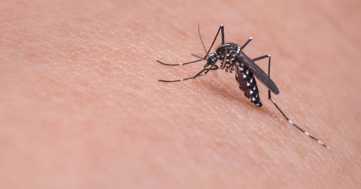 Autoridades espanholas confirmam 1º caso de dengue com transmissão sexual