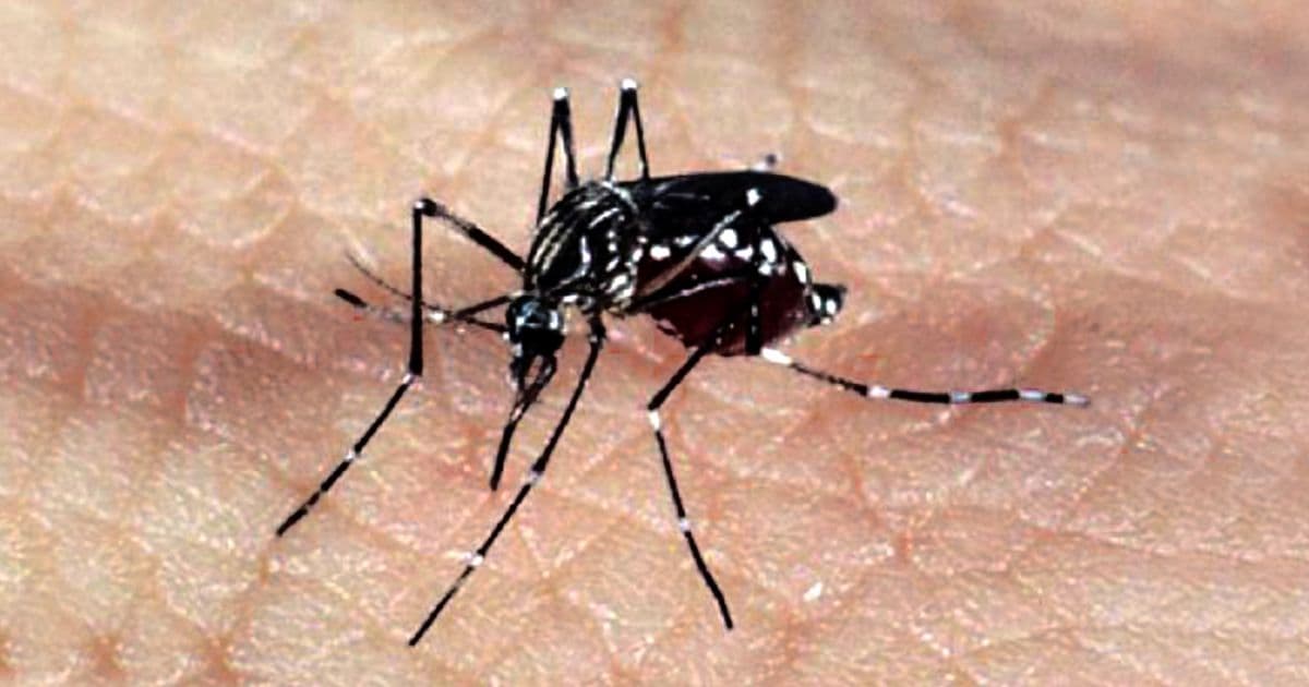 OMS anuncia adoção de técnica de radiação que esteriliza mosquito da dengue