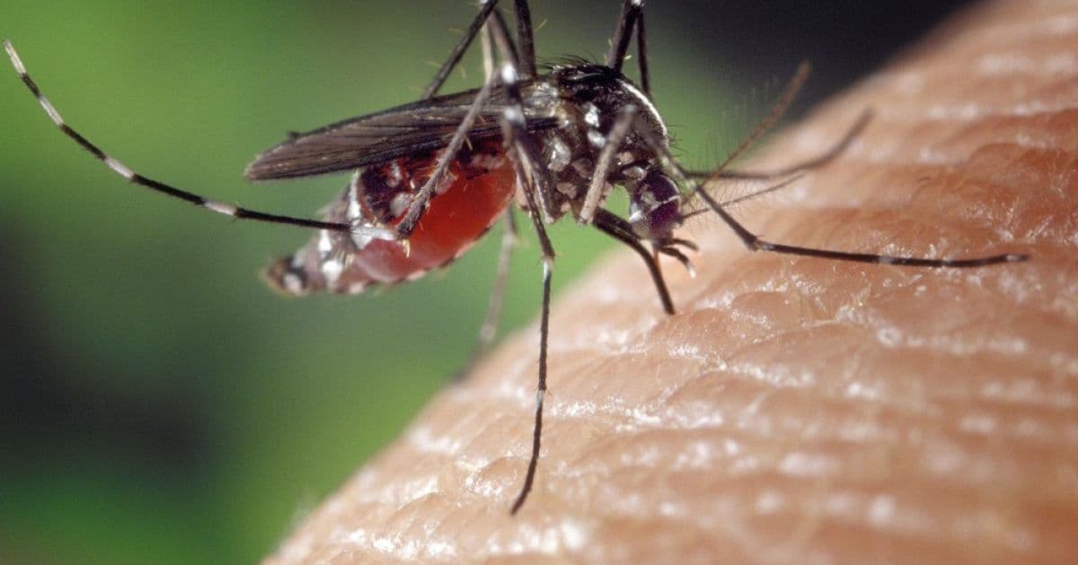 Brasil teve maior número de casos de dengue da América Latina em 2019, aponta Opas