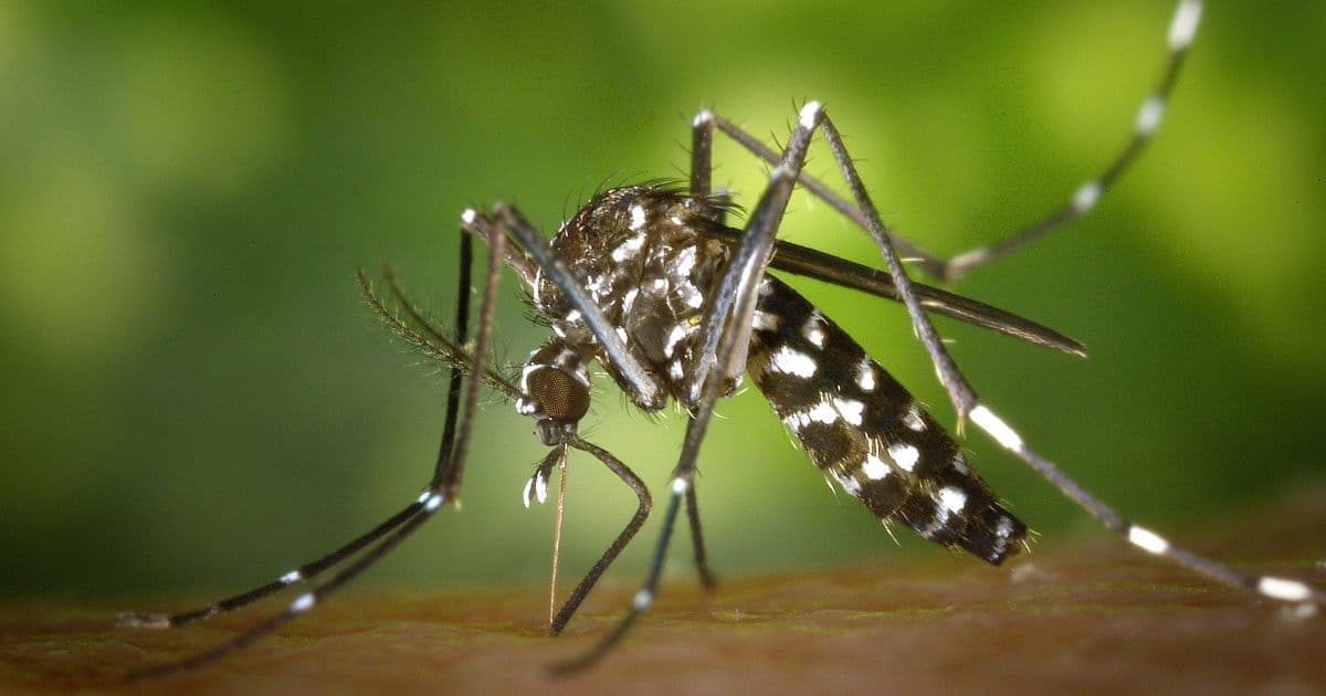 Bahia registra 65,5 mil casos prováveis e 80 mortes suspeitas por dengue em 2019