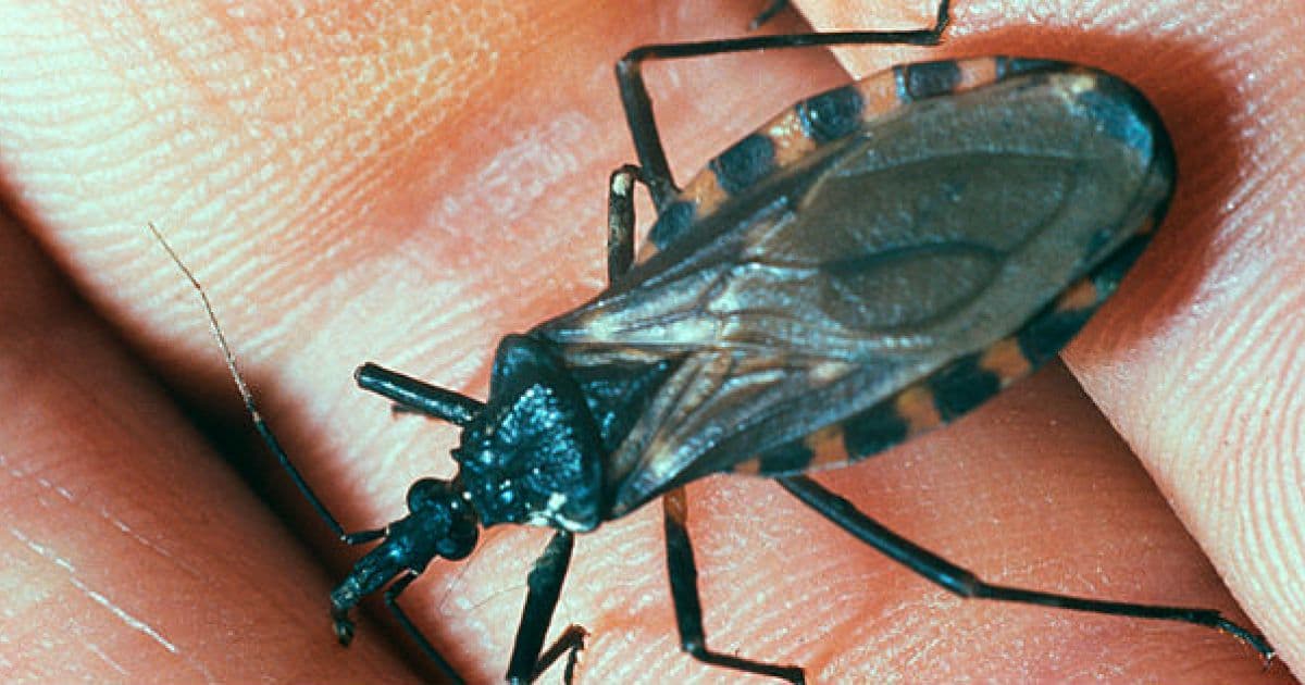 Análise genética do 'barbeiro' pode levar a novo modo de prevenção da doença de Chagas