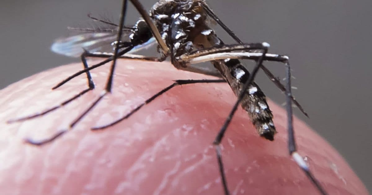 Bahia chega a dezembro com crescimento de 622,6% nos casos suspeitos de dengue