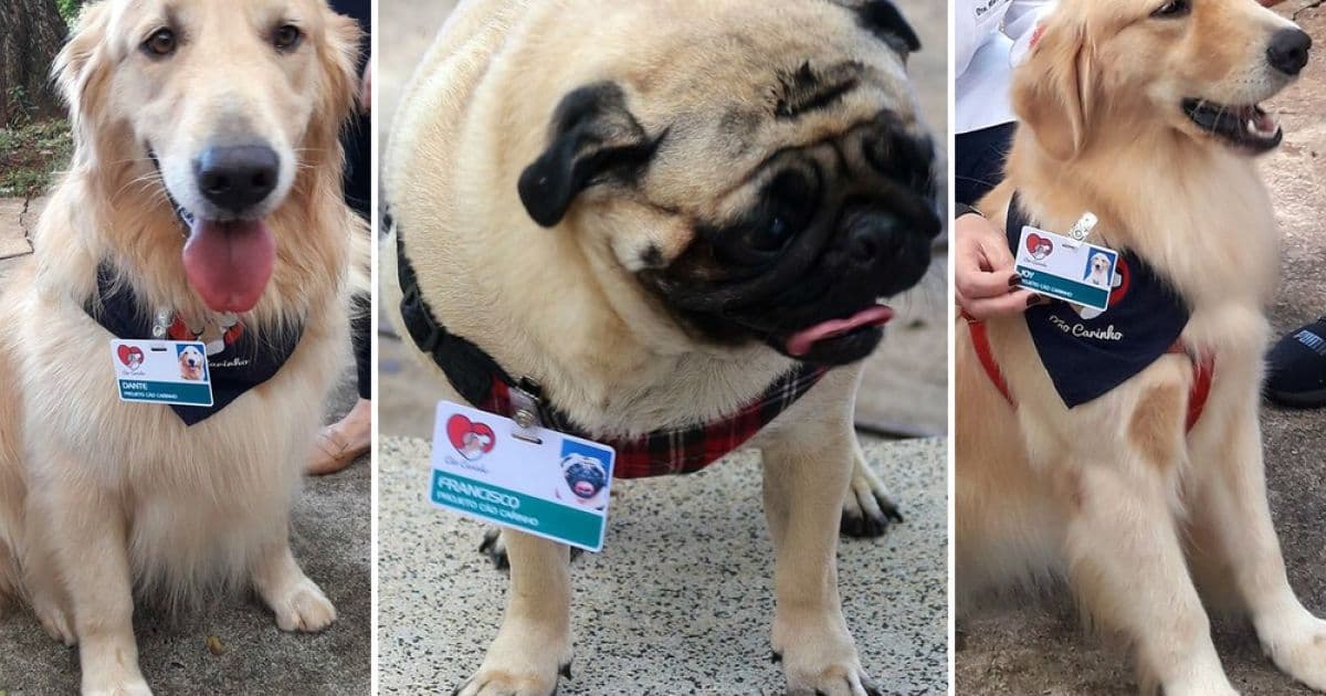 Hospital de São Paulo 'contrata' cachorros para trabalharem como terapeutas