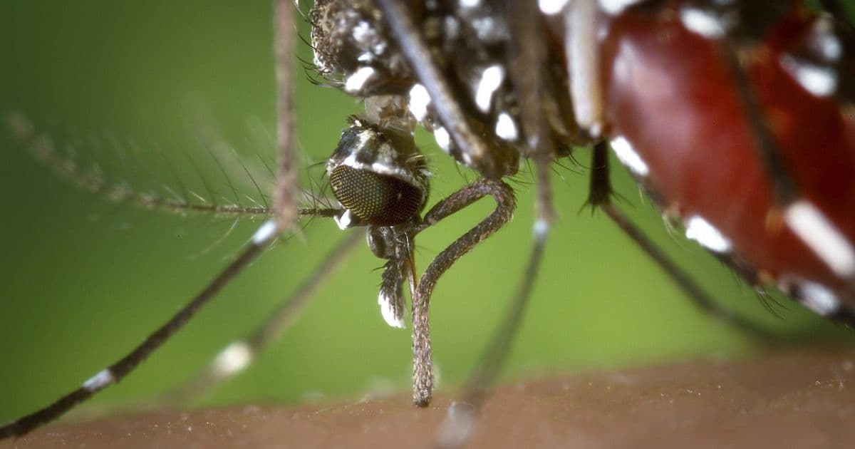 Brasil registrou em três meses mais de meio milhão de casos de dengue