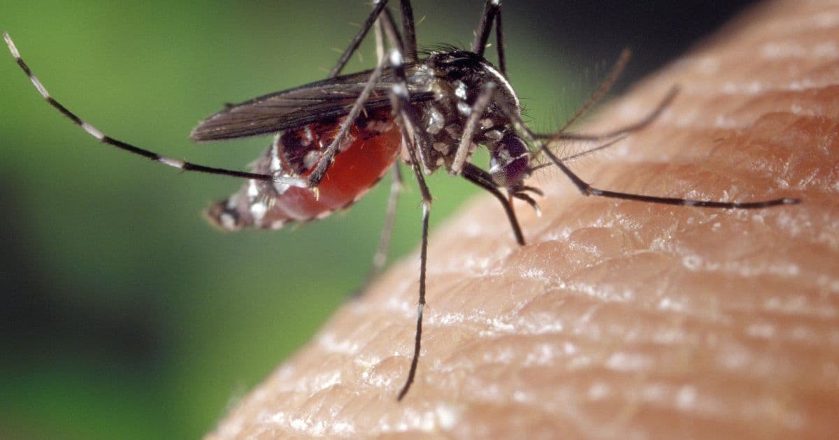 Ministério da Saúde define situação de atenção na Bahia por índices de dengue
