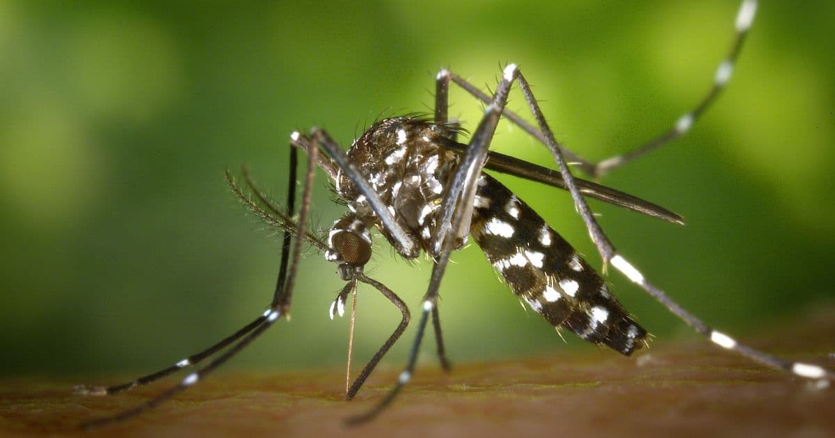 Sesab identifica crescimento de 815% nos casos de chikungunya na Bahia