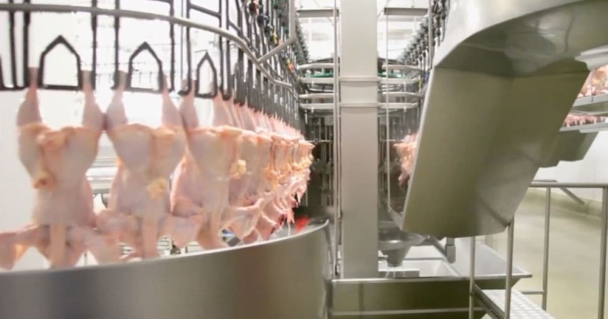 Infectologistas consideram 'pouco provável' contaminação em pacote de frango 