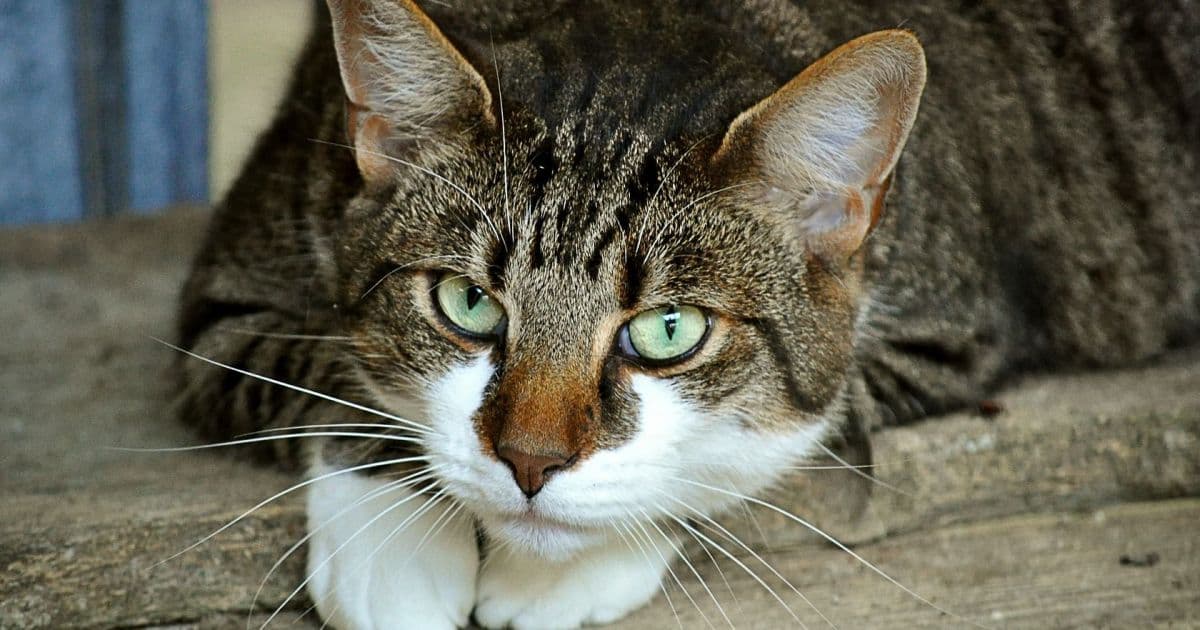 Estudo espanhol sugere que gatos contraem e transmitem Covid-19, mas adoecem pouco