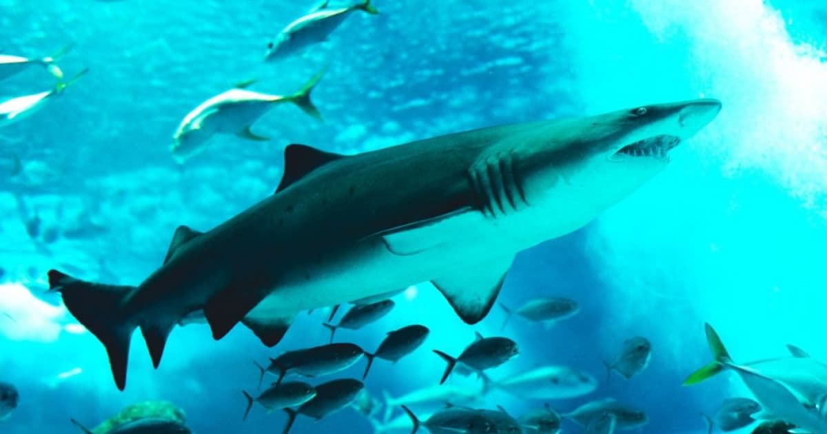 Mais de 480 mil tubarões podem morrer durante produção de vacinas contra a Covid-19