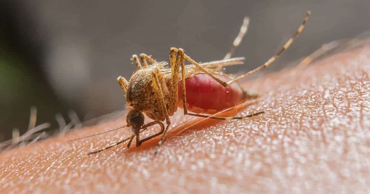 Brasil registrou queda de 19% nos casos de malária em 2019