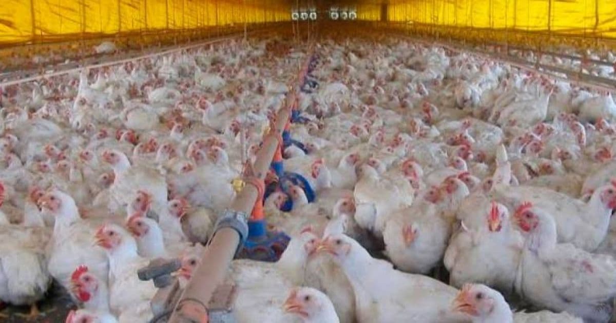 Rússia avisa OMS sobre nova transmissão de gripe aviária para humanos