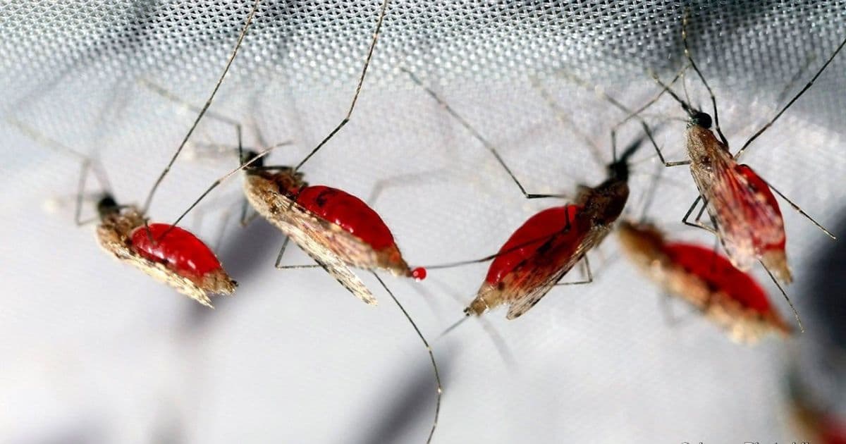 Estudo de vacina contra a malária mostra resultados promissores em ensaios clínicos