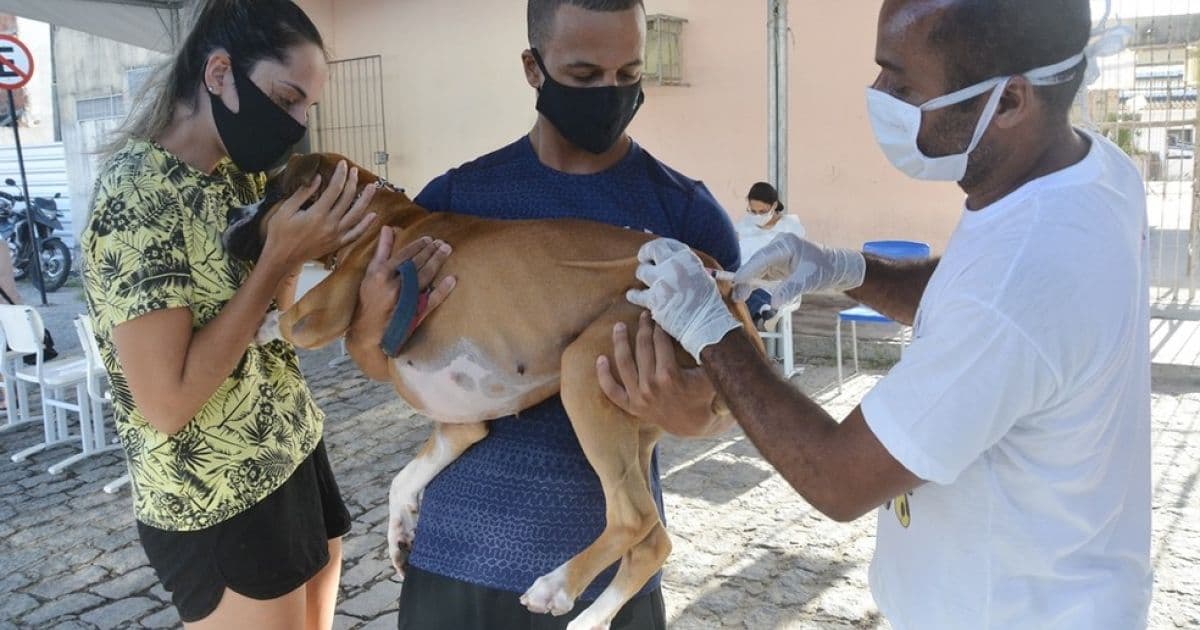 Salvador atinge meta de vacinação de cães e gatos contra raiva