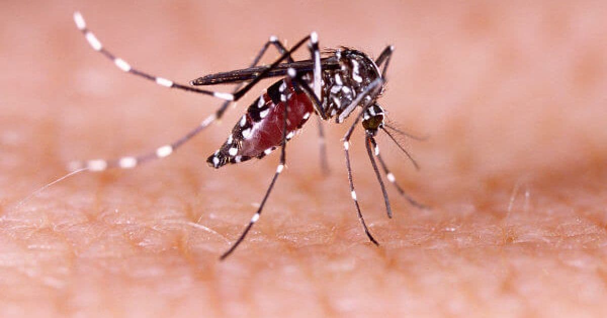 Estudo encontra substância que bloqueia replicação do vírus da dengue 
