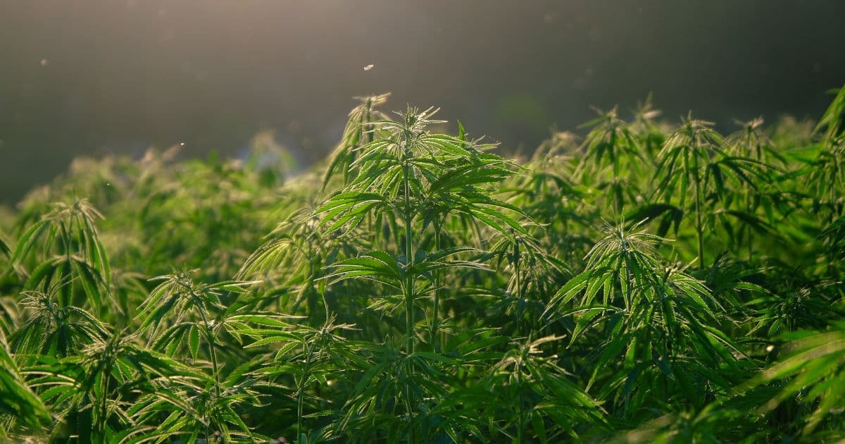 Anvisa aprova novo produto medicinal à base de Cannabis; medicamento é o 8º autorizado