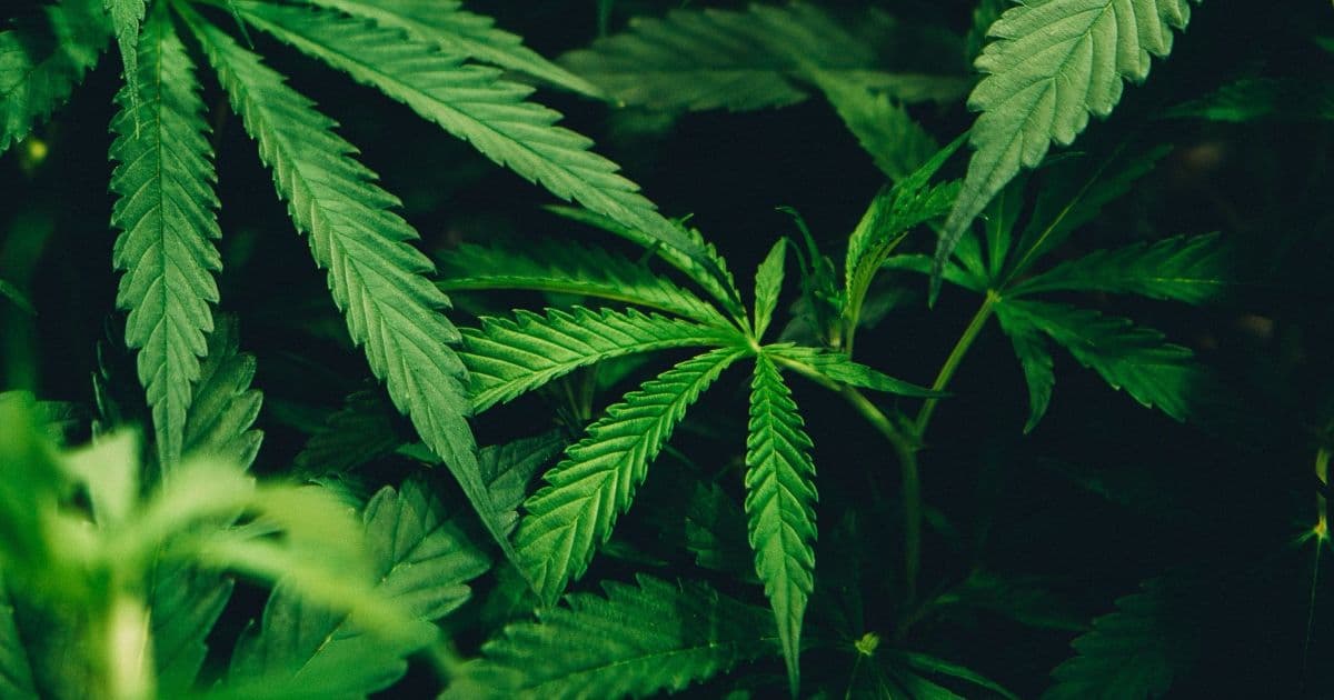 Estudo mostra que compostos da Cannabis podem prevenir a Covid-19