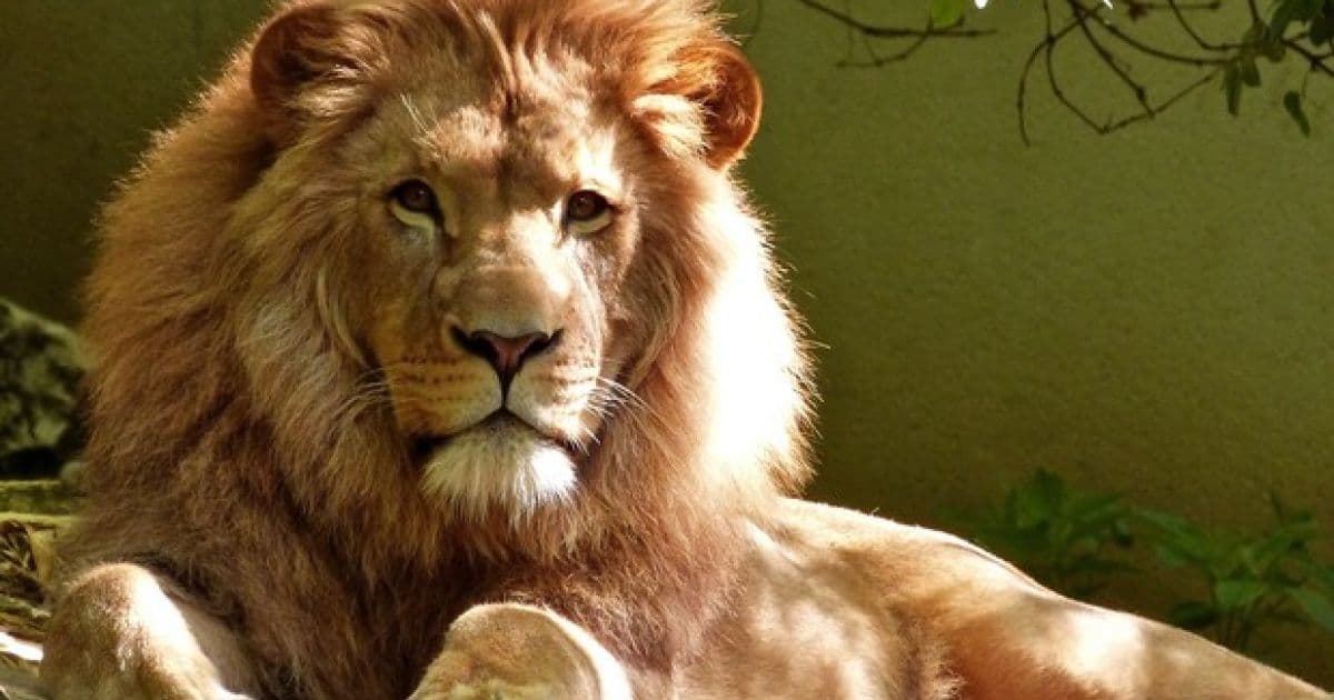 Leões são diagnosticados com Covid-19 na África do Sul e preocupam pesquisadores