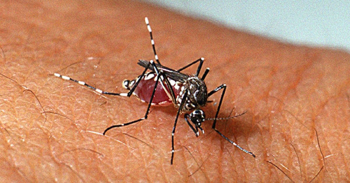 Monitoramento de dengue indica pontos de atenção no Brasil