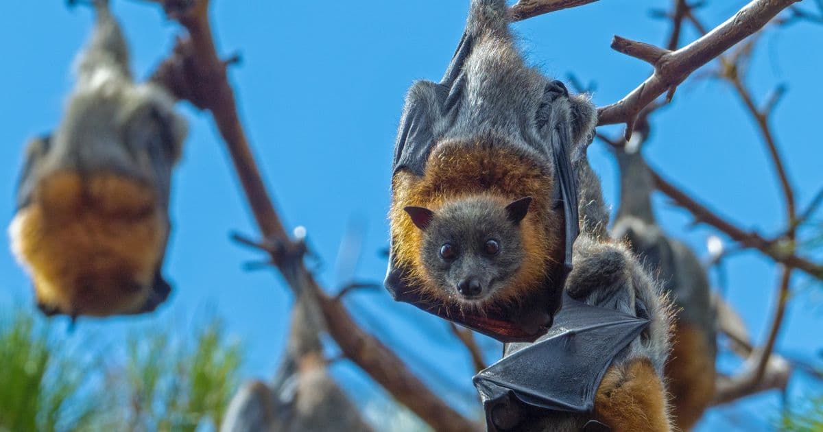 Coronavírus inédito é identificado em morcegos na África do Sul
