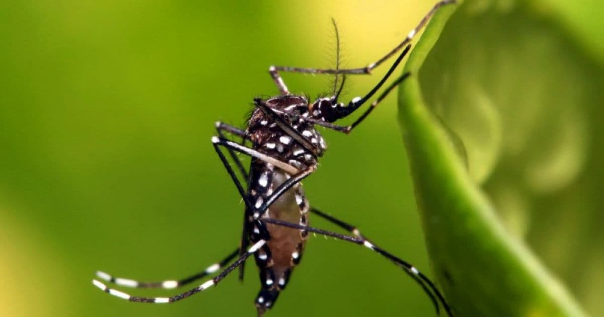 Bahia registra 9 óbitos por dengue em 2022; confira municípios onde ocorreram os casos