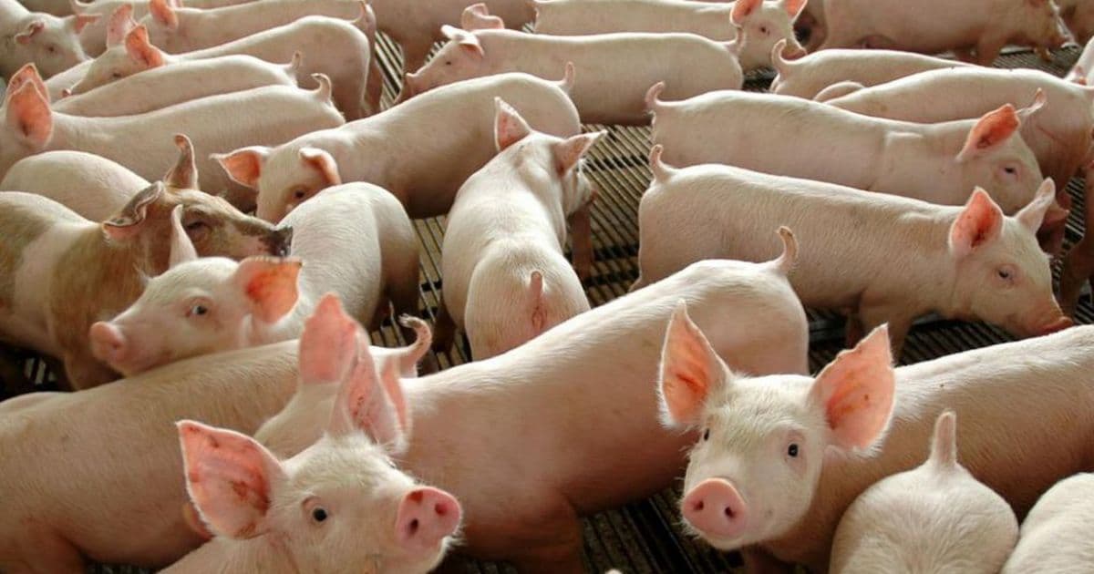 Ministério da Agricultura lança material para prevenção da peste suína africana