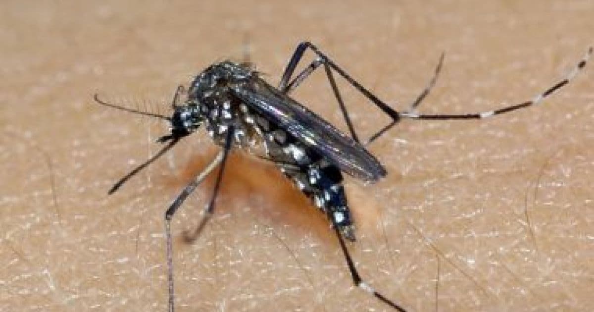 Secretaria de Saúde do Paraná decreta epidemia de dengue