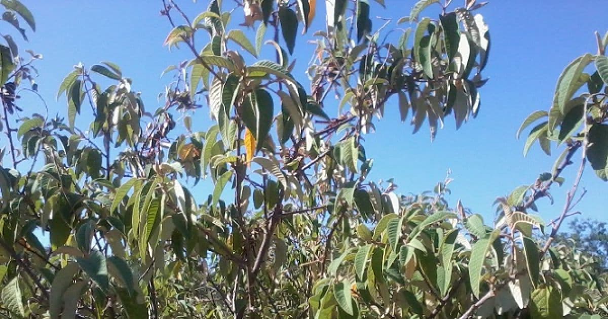 Estudo da UESB pesquisa uso de planta da Caatinga para produção de repelente