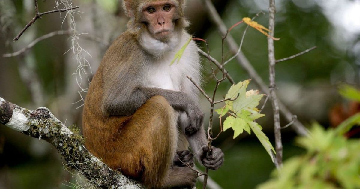 OMS acompanha caso de varíola dos macacos descoberto no Reino Unido 