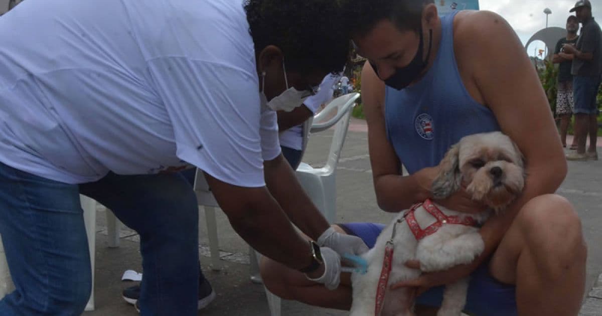 Prefeitura de Salvador inicia vacinação antirrábica para cães e gatos na segunda-feira