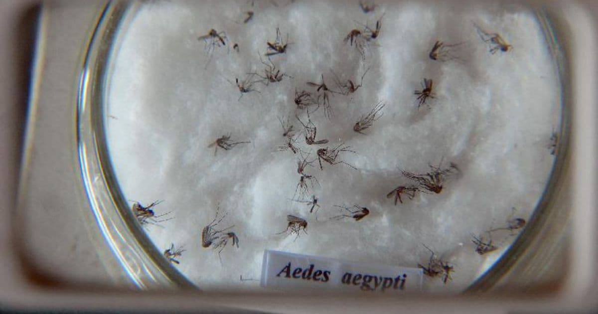 Infectologista alerta para urgência de ações contra a dengue no Brasil
