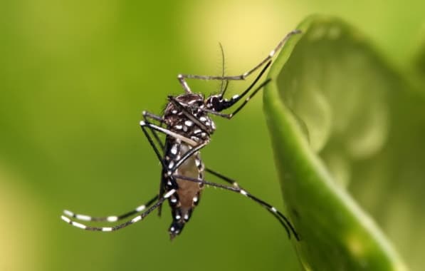Qdenga: nova vacina contra dengue pode acabar com epidemia brasileira?