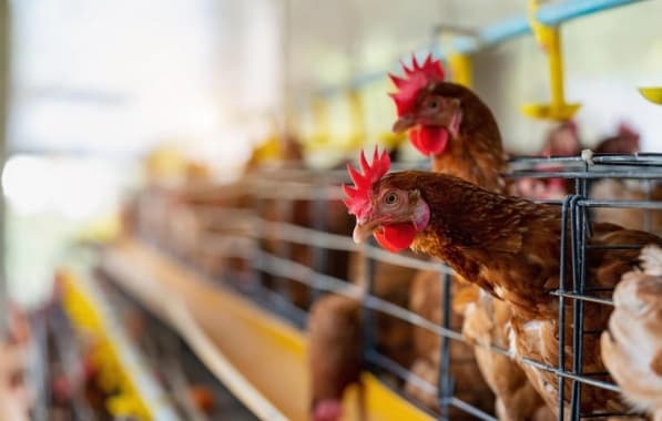 Vacina contra gripe aviária é necessária para evitar pandemia, diz organização