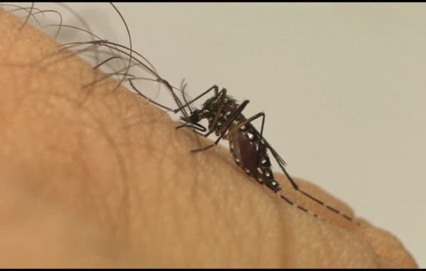 Casos de dengue grave aumentam quase 170% na Bahia; mortes diminuem
