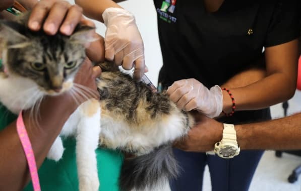 Cerca de mil gatos foram vacinados com a V4 em Salvador 