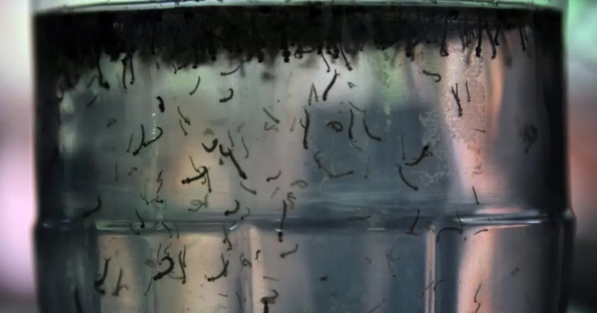 Mais de 650 mil casos de dengue são registrados no Brasil 