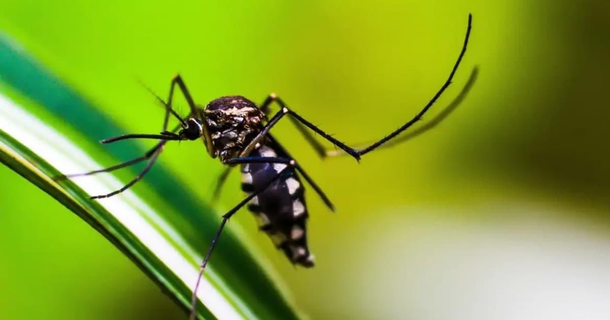 Brasil tem mais de 3 milhões de casos de dengue em 2024; Bahia permanece com tendência de aumento