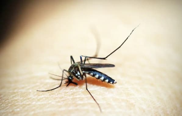 Bahia registra 47 mortes por dengue e mais de 150 mil casos prováveis da doença