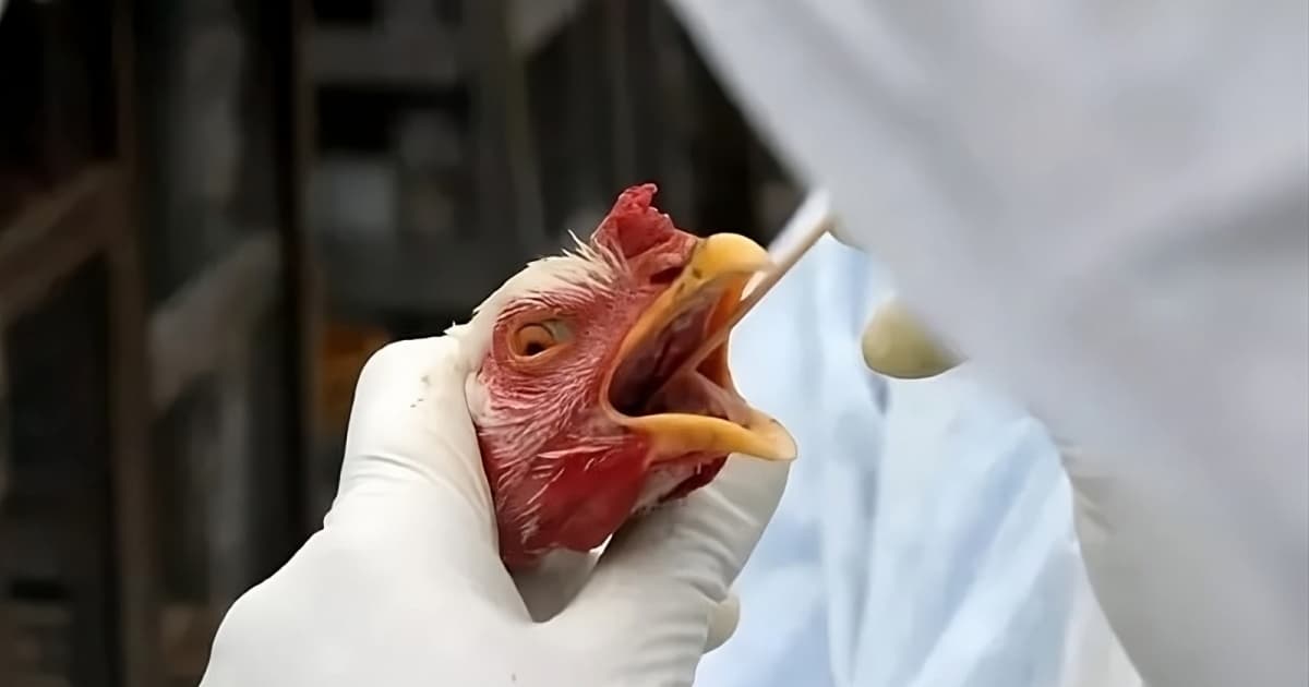 Ministério da Agricultura prorroga estado de emergência zoossanitária para gripe aviária no Brasil 