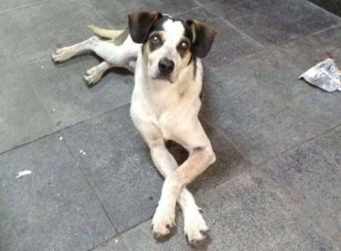 Após morte de cadela, Carrefour faz parceria com ONG para treinar funcionários