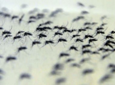 Teste mostra defeito em inseticida da dengue e governo desiste de usá-lo