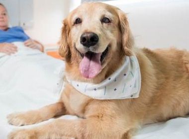 Paciente com câncer se emociona e tem melhora após reencontrar cachorro em hospital
