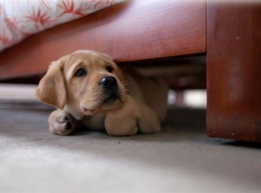 Estudo associa convivência com cachorro a menor risco de morte