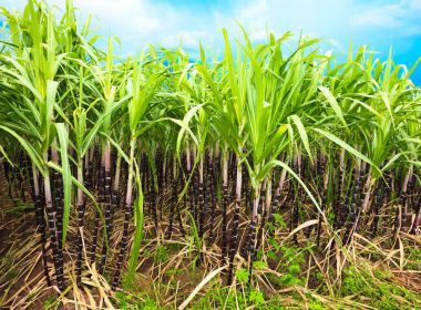 Governo libera cana-de-açúcar na Amazônia e no Pantanal
