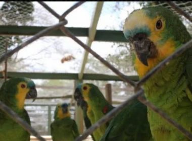 Para legalizar papagaio de ministro do STJ, presidente do Ibama flexibiliza lei ambiental