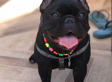 Estudantes usam fezes de cachorro para criar tijolo ecológico nas Filipinas